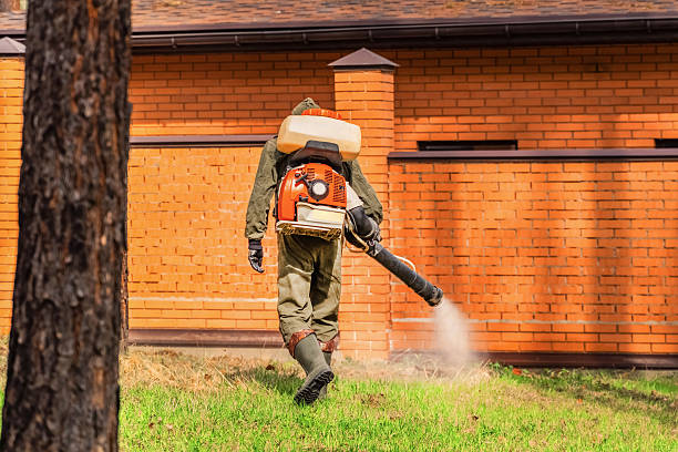 Trusted Ant Control service in Saltville, VA - Nex Pest Control